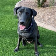 A Young Black Lab Named Shaw Needs a Committed Human Who Has His Best Interests in Mind