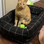 Adoptable Feline Parmesan Reggiano is a Real Dish!