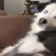 Adorable Dog Howls On Demand Whe Mom Asks If He Needs To