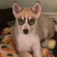 Adorable Husky-Mix Siblings with Unusual “Bandit” Eye Markings Need Homes