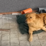 Adorable Stray Shows Her Sweet Side To The People Who Rescued Her