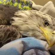 An Injured Bald Eagle Successfully Learned to Fly Again Under the Care of an Excellent Vet