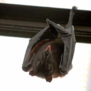 April 17 is International Bat Appreciation Day! Learn About One of the World’s Oldest Bats