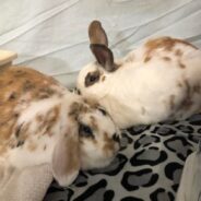 April the Holland Lop Would Like to Hop Right Into Your Life