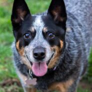 Australian Cattle Dog: Training Tips and Breed Information