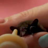 Baby Bat Received The Best Vet Care Courtesy of The Teenager That Rescued Him