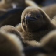 Baby Penguin Got Lost in The Crowd Due to Its Curiosity