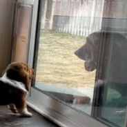 Basset Hound Teaches Little Puppy How To Use The Doggy Door