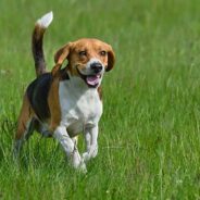 Beagle Dog Breed Information: Temperament, Training and Pictures