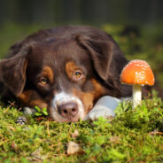 Behavioral Problems? There’s a Mushroom for That!