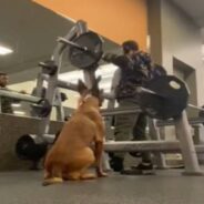 Belgian Malinois Performs Squats in the Gym Alongside His Owner