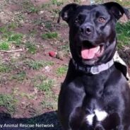 Black Dog Named Sam Finally Adopted After 871 Days At Oklahoma Shelter