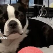 Boston Terrier Stood Up By Adopter Is Once Again Looking For Loving Home