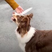 Brilliant Dog Unexpectedly Develops a Sword-Fighting Hobby