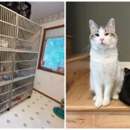 Busy Veterinarian Hosts 28 Foster Kitties While Working Full-Time and Volunteering with Rescue Groups