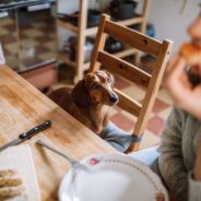 Can Dogs Eat Bread?