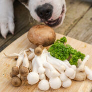 Can I Use Mushrooms for Pet Allergies?