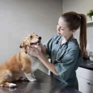 Cancer in Dogs: Signs, Symptoms and Advancement in Treatment