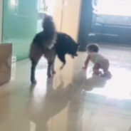 Caring Dog Carefully Watches Over Crawling Baby