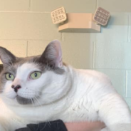 “Chonky” 40lb Cat Seeks Forever Home That’ll Help Him Lose Weight