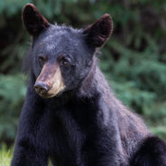 Chonky Cat Gets Mistaken For A Black Bear And People Are Identifying Their Own Cats As Bears Now