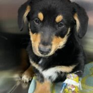 Corgi Puppy Struggles To Breathe A Day After Being Adopted