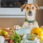 Creating Healthy Meals for Your Dog—Even if You’re Strapped for Time