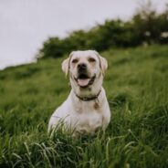 Customer service course for animal shelters now available in Spanish