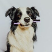 Dental Care for Every Stage of Your Dog or Cat’s Life