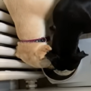 Dog Can’t Contain Her Excitement When She Learns Her BFF Is Spending the Night