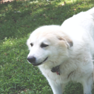 Dog Surprises Owner During Spunky Game of Hide and Seek