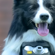 Dog Wears Special Camera That Captures Photos When He’s Excited