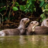 Endangered Giant Otter Triplets Born at U.K. Wildlife Park