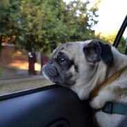 FDA Approves Generic Motion Sickness Drug for Dogs