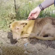 Fearful Three-Legged Dog Learns To Love And Transforms Before His Foster Mom’s Eyes