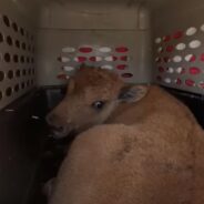 Feisty Baby Bison Grows Soft for The Rescuer She Treats as a Mom