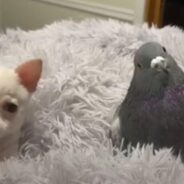 Flightless Pigeon and a Chihuahua with Special Needs Built The Most Adorable Friendship