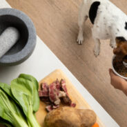 Food as Medicine: Go Beyond Kibble with Chi Dog