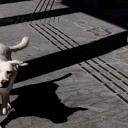 Gas Station Worker Helps Cool Stray Dog With A Bath During Intense Heat Wave