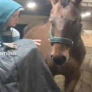 Gentle Rescuer Works With Horse Suffering From “Blanket Trauma”