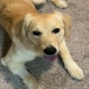 Golden Retriever Does Nighttime “Zoomies” In Her Ball Pit