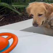 Golden Retriever Meets New Friend Who Won’t Stop Staring At Her From The Window