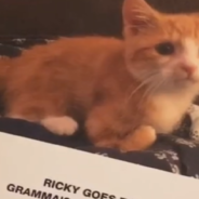 Grandma Creates Custom Book About Kitten’s 2-Week Sleepover At Her House