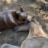 Grieving Orphaned Foal Found Comfort in The Presence of a Caring Dog