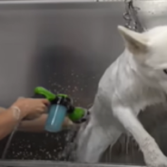 Groomer Shares What It’s Like To Give Tantrum-Throwing Husky A Bath