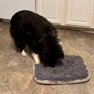 Guide to Dog Food Puzzles: How to Choose and Use One