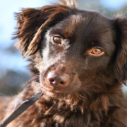 Have You Ever Wondered Why Dogs Tilt Their Heads? Now You Know