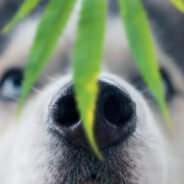 HempMy Pet: What Does “Strain Specific” Mean?