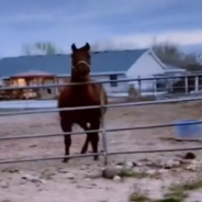 Horse Brothers React To Seeing One Another For The First Time In Years