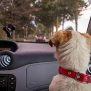 How to Help Pets Get Over Car Anxiety